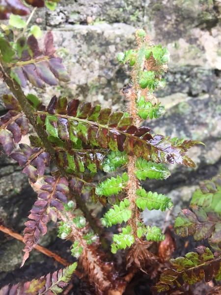 Plant ID - bracken or a different type of fern?