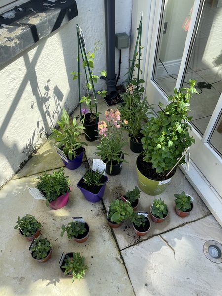 Garden centre plants - frost hardy?