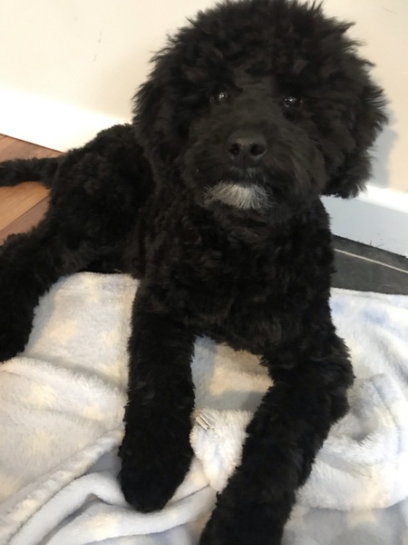Poodle appreciation
