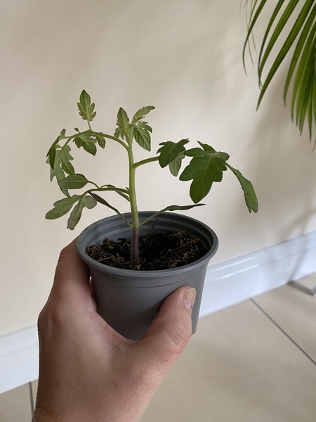 Tell me what to do with my greenhouse (novice!)