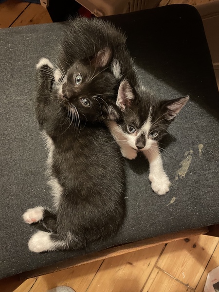 Finding it difficult to get a cat from a rescue centre, should we buy instead?