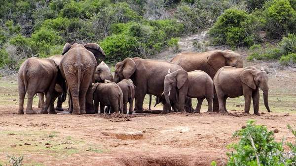 Elephants