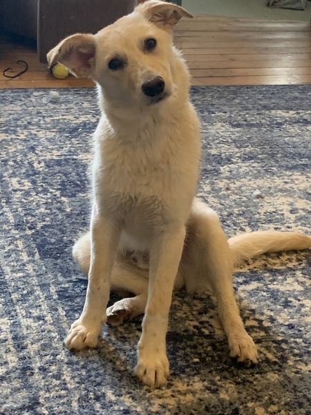Puppy Survival Thread - April