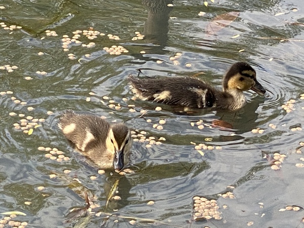 Duck Tales! (Still not what I expected to wake up to this morning)