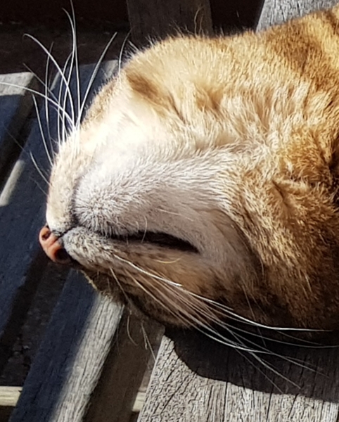 Thug cat part 3.  Unbidden guests are often welcomest when they are gone.