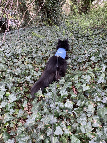Cat chat thread the umpteenth - the Café is open all welcome