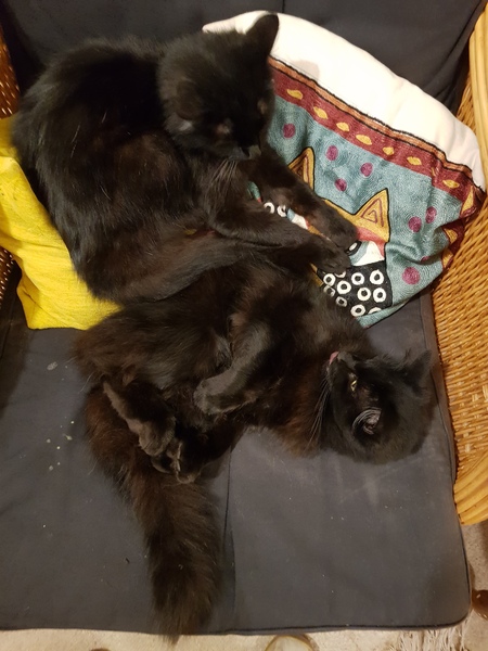 What's your DCat up to today? (Thread 8)