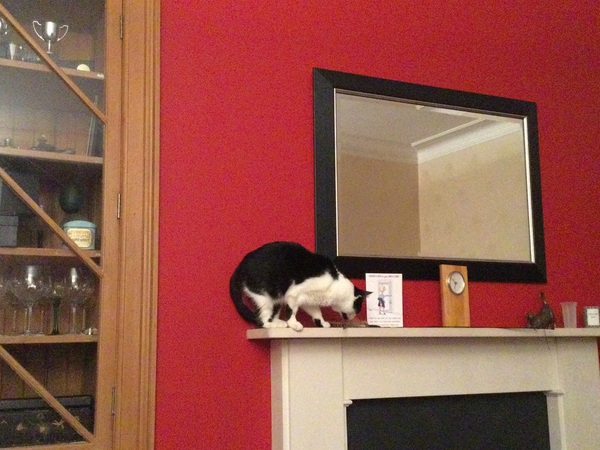 How have you devastated your cat today?