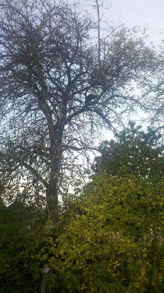 Cat stuck on very tall tree