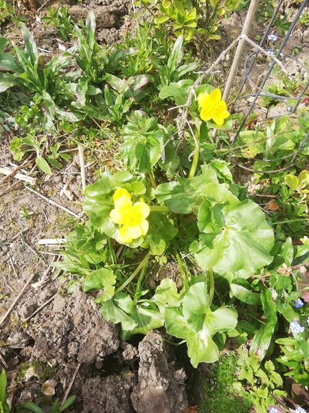 Another plant ID please