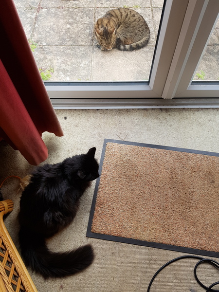Thug cat part 3.  Unbidden guests are often welcomest when they are gone.