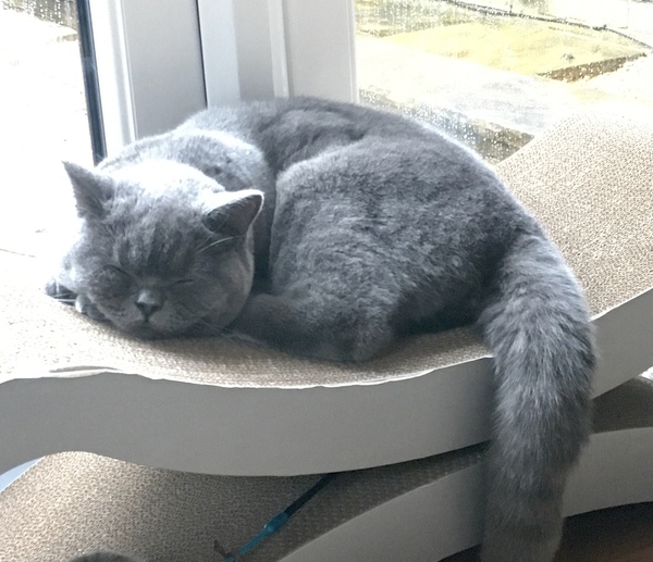 Let's see your sleeping cat pictures