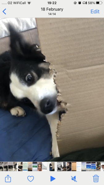 Dog on Instagram
