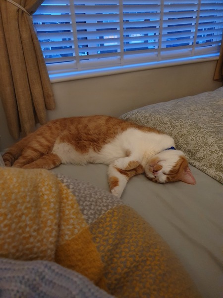 Help me figure out how to help my rescue cat.