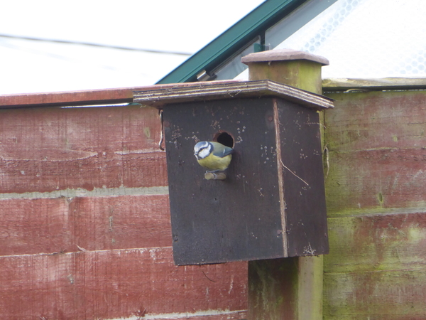 Watching birds (and other wildlife) in the garden