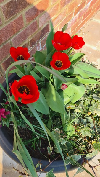 Week 2 - Leaving Lockdown Low Carb Bootcamp