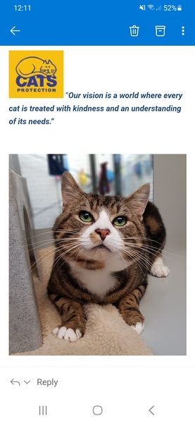 Nervous rescue cat