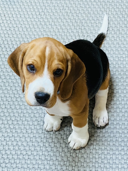 Puppy Survival Thread - April