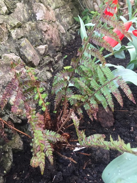 Plant ID - bracken or a different type of fern?