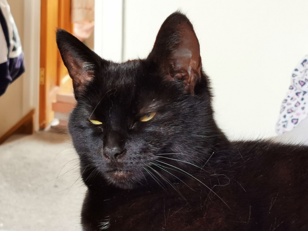 How have you devastated your cat today?