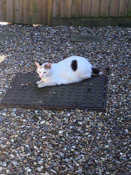 Cat chat thread the umpteenth - the Café is open all welcome