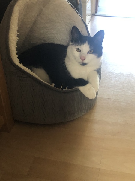 I love my cat so, so much!