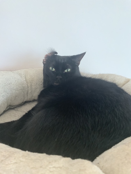 Does your cat stare at you (not sinister!)