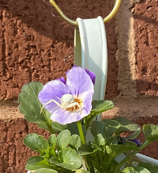 Anyone know what this little critter is on my pansy?