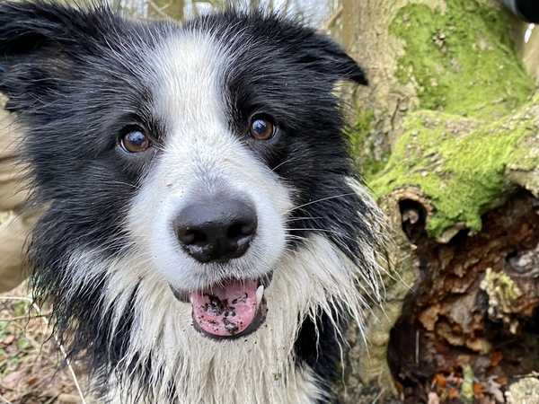 Border collie as a family pet?