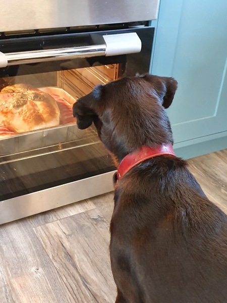 Please show me your Patterdale terriers