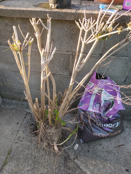 What is this not quite dead shrub?