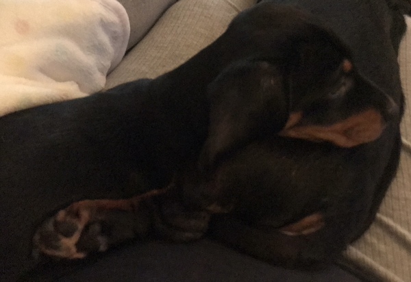 It’s puppy day!
