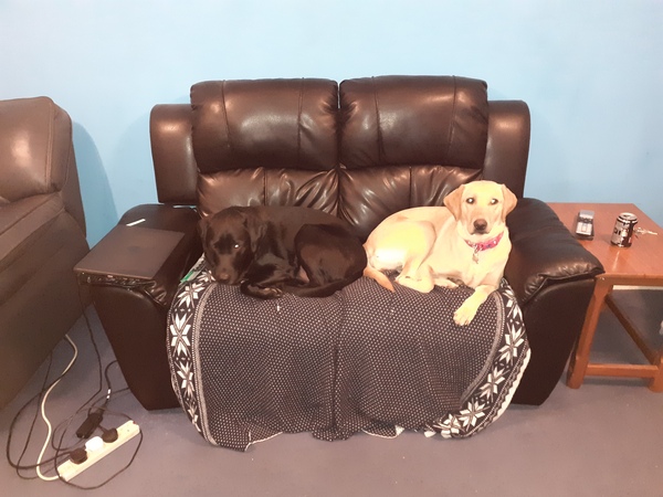 11 week old Labrador puppy seems constantly ravenous.