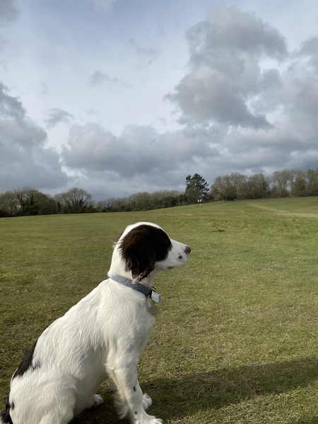 Puppy - persistent diarrhoea