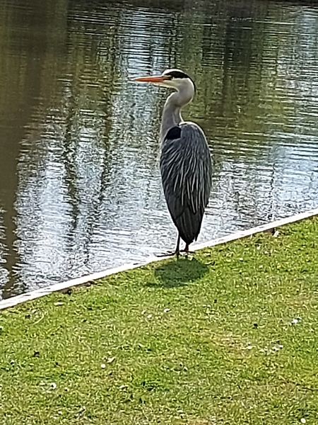 ADs drinking al fresco at The Sleeping Swans
