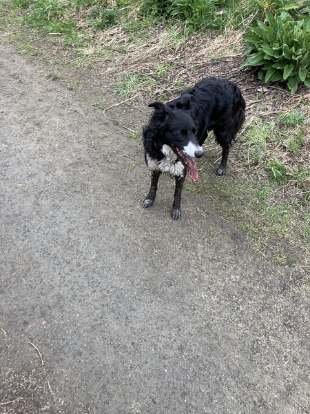 Border collie as a family pet?