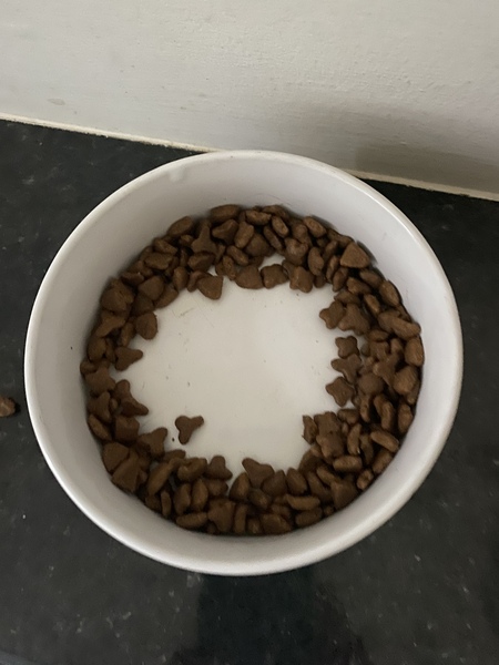 How have you devastated your cat today?