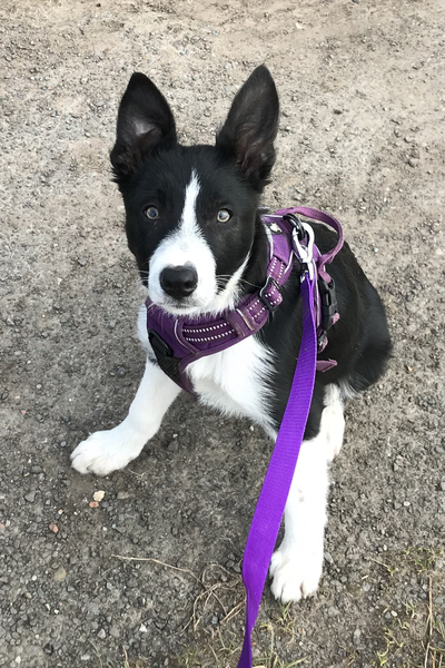 Puppy Survival Thread - April