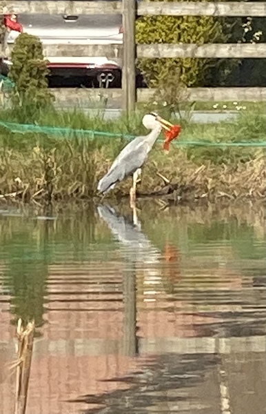 Duck Tales! (Still not what I expected to wake up to this morning)