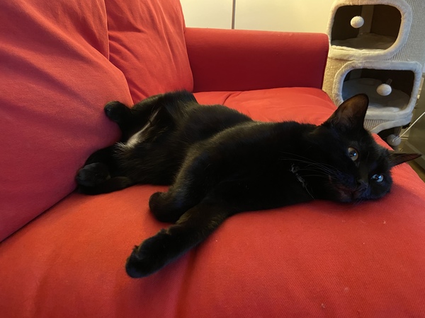 How have you devastated your cat today?