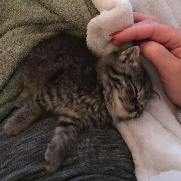 Let's see your sleeping cat pictures