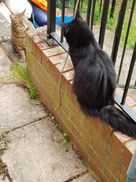 Thug cat part 3.  Unbidden guests are often welcomest when they are gone.