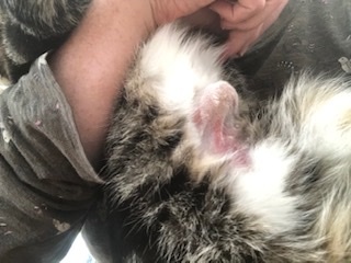 Lump on cats chest