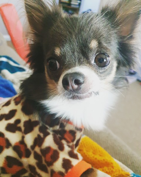 Chihuahua owners