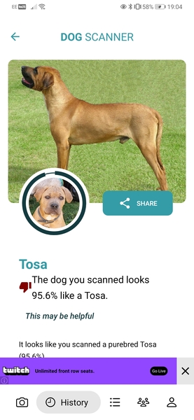 Any idea on the breed of my dog?