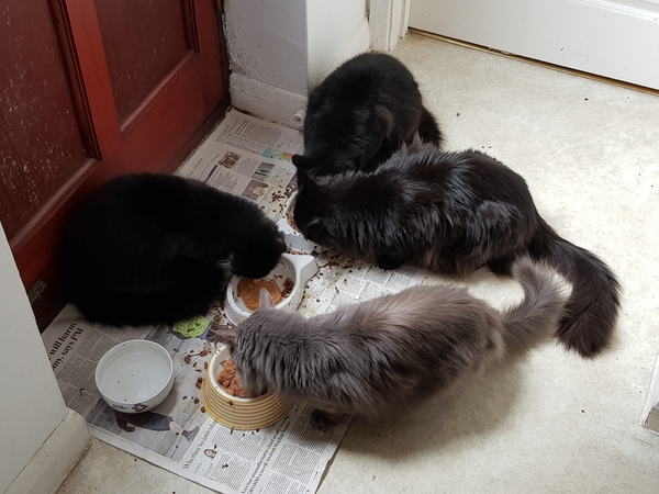 What's your DCat up to today? (Thread 8)