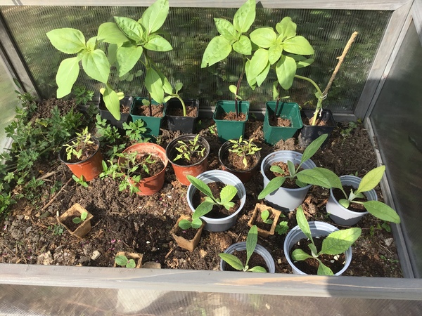 anyone else waiting patiently for their seeds/seedling to grow.