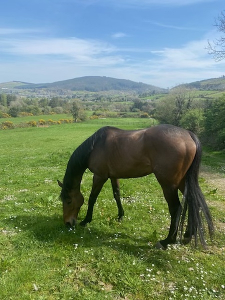 Bought a horse