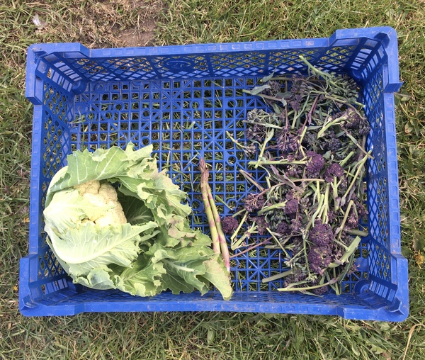 Allotment/Veg Patch Thread 16  Weather weirdness prevails !