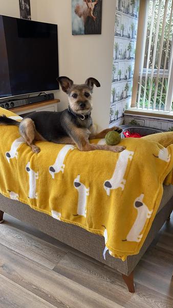 It’s a dogs life......